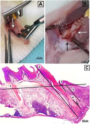 An in-vivo Intraoral Defect Model for Assessing the Use of P11-4 Self-Assembling Peptide in Periodontal Regeneration